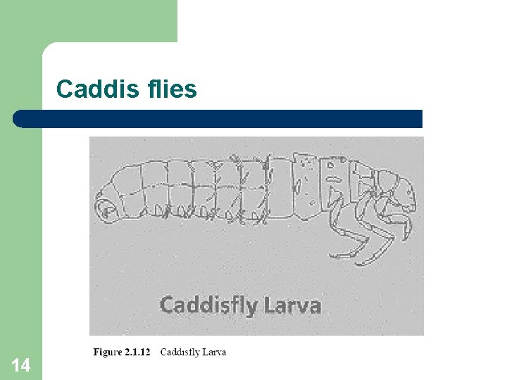 Caddis flies 14 