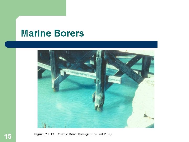 Marine Borers 15 