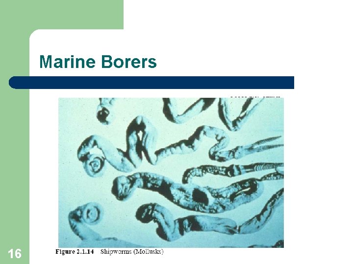Marine Borers 16 