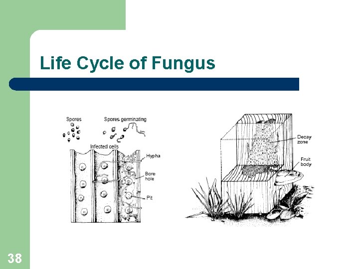 Life Cycle of Fungus 38 