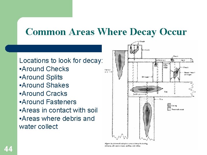 Common Areas Where Decay Occur Locations to look for decay: • Around Checks •