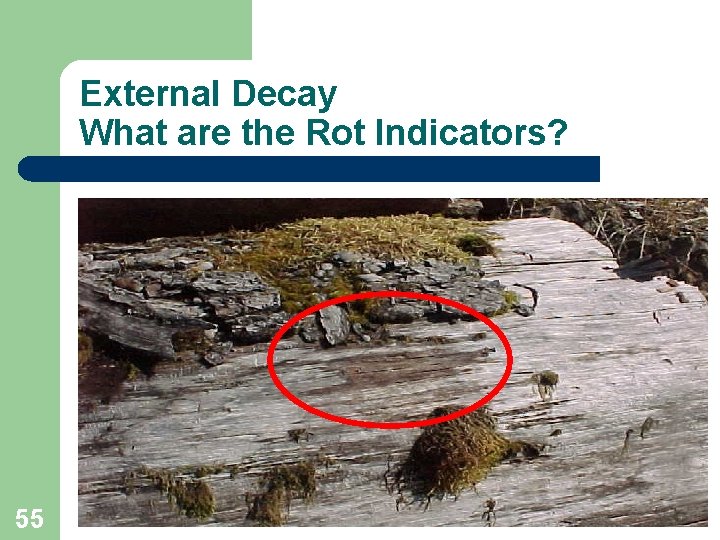 External Decay What are the Rot Indicators? 55 