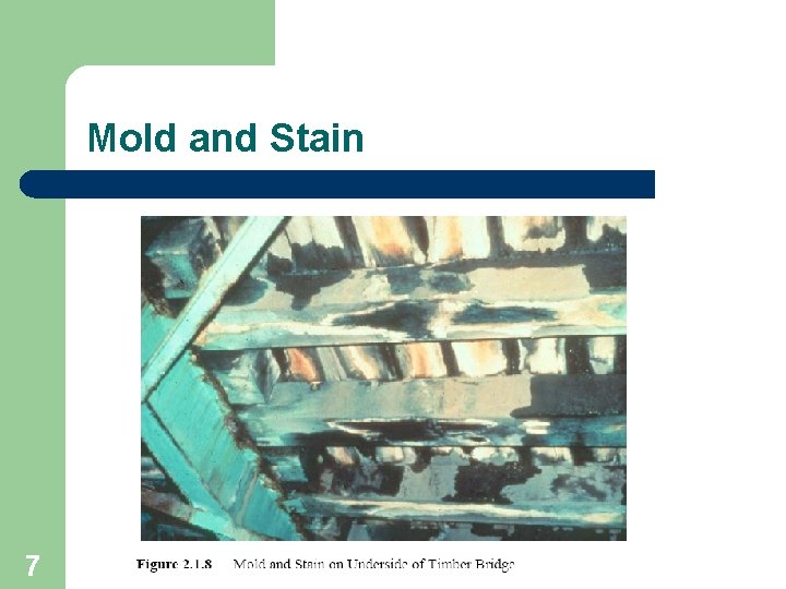 Mold and Stain 7 