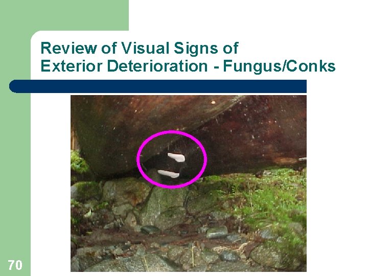 Review of Visual Signs of Exterior Deterioration - Fungus/Conks 70 