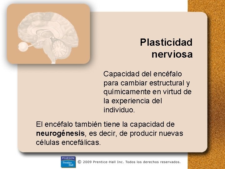 Plasticidad nerviosa Capacidad del encéfalo para cambiar estructural y químicamente en virtud de la