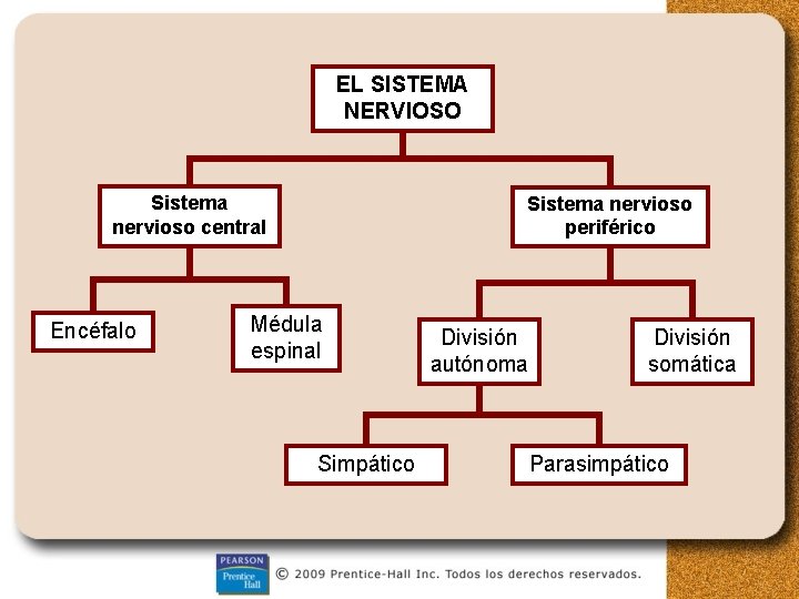 EL SISTEMA NERVIOSO Sistema nervioso central Encéfalo Sistema nervioso periférico Médula espinal Simpático División