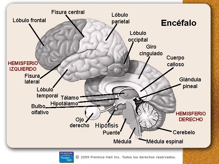 Fisura central Lóbulo frontal Lóbulo parietal Encéfalo Lóbulo occipital Giro cingulado HEMISFERIO IZQUIERDO Fisura