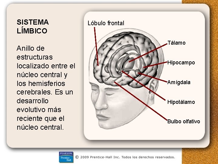 SISTEMA LÍMBICO Anillo de estructuras localizado entre el núcleo central y los hemisferios cerebrales.