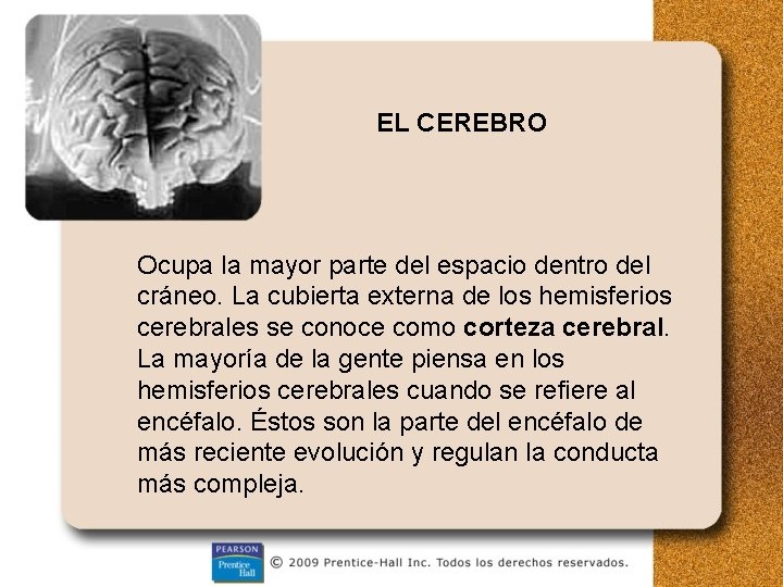 EL CEREBRO Ocupa la mayor parte del espacio dentro del cráneo. La cubierta externa