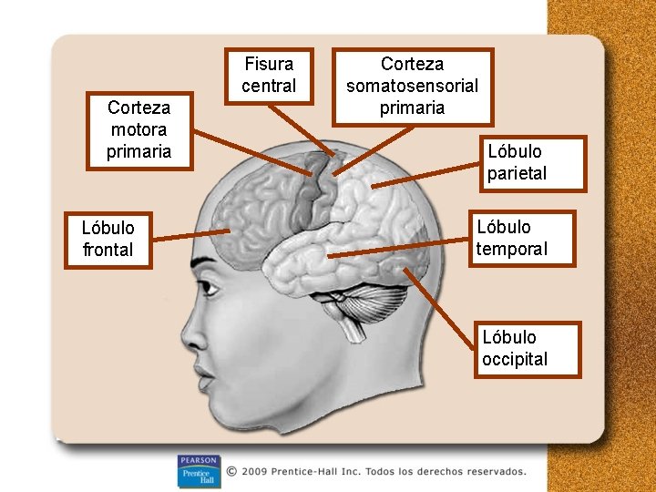 Fisura central Corteza motora primaria Lóbulo frontal Corteza somatosensorial primaria Lóbulo parietal Lóbulo temporal