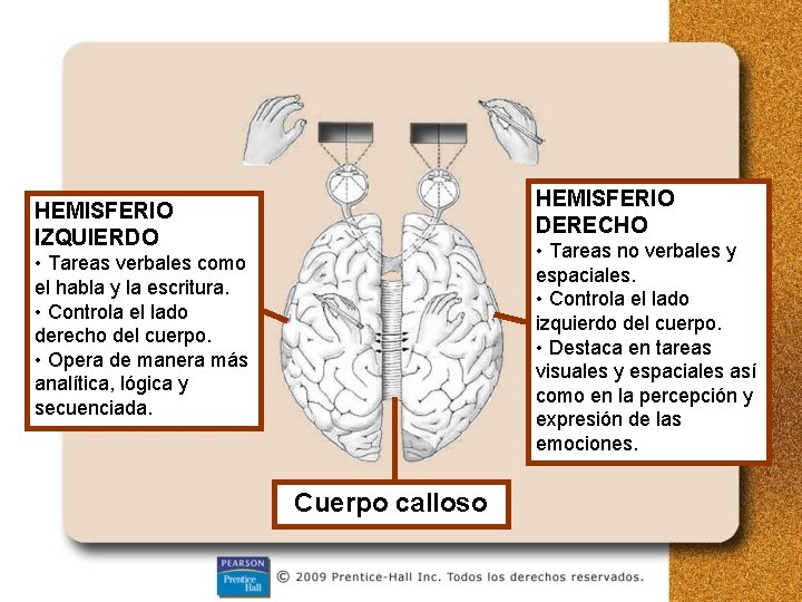 HEMISFERIO DERECHO HEMISFERIO IZQUIERDO • Tareas no verbales y espaciales. • Controla el lado