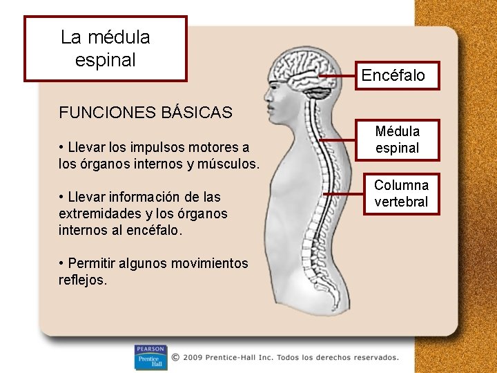 La médula espinal Encéfalo FUNCIONES BÁSICAS • Llevar los impulsos motores a los órganos