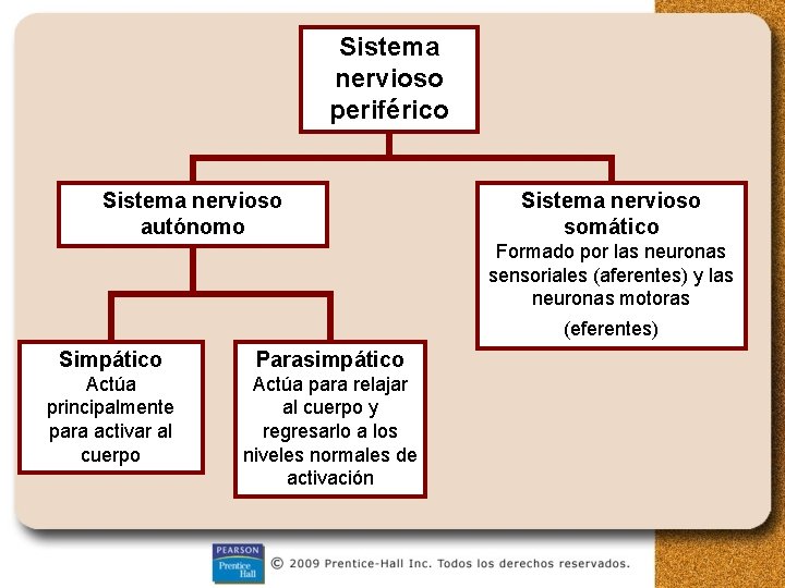 Sistema nervioso periférico Sistema nervioso autónomo Sistema nervioso somático Formado por las neuronas sensoriales