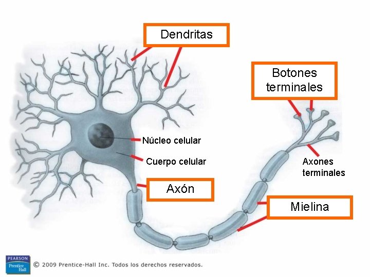 Dendritas Botones terminales Núcleo celular Cuerpo celular Axones terminales Axón Mielina 