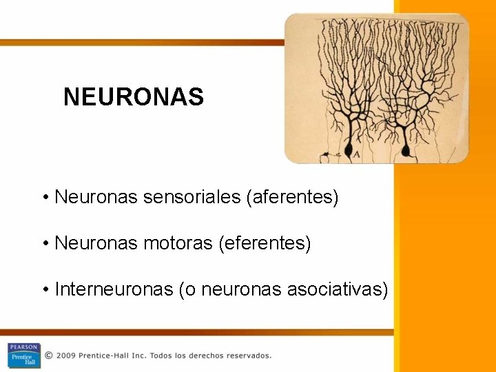 NEURONAS • Neuronas sensoriales (aferentes) • Neuronas motoras (eferentes) • Interneuronas (o neuronas asociativas)
