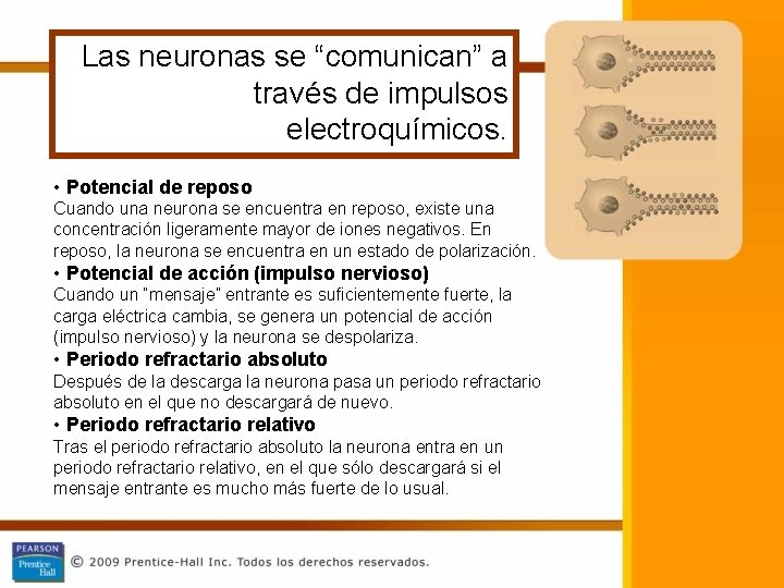 Las neuronas se “comunican” a través de impulsos electroquímicos. • Potencial de reposo Cuando