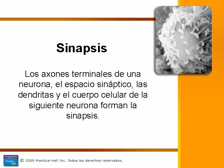 Sinapsis Los axones terminales de una neurona, el espacio sináptico, las dendritas y el