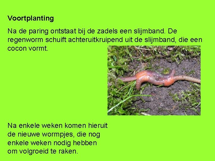 Voortplanting Na de paring ontstaat bij de zadels een slijmband. De regenworm schuift achteruitkruipend