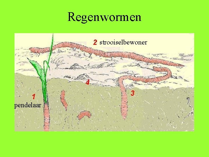 Regenwormen strooiselbewoner pendelaar 