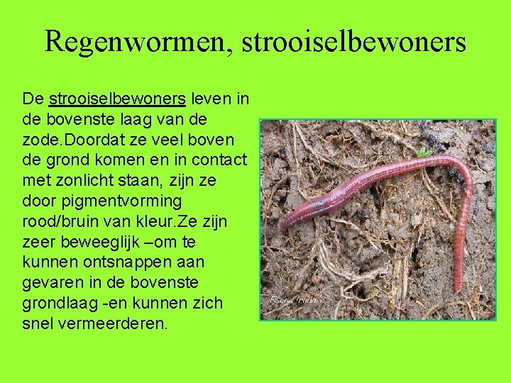 Regenwormen, strooiselbewoners De strooiselbewoners leven in de bovenste laag van de zode. Doordat ze