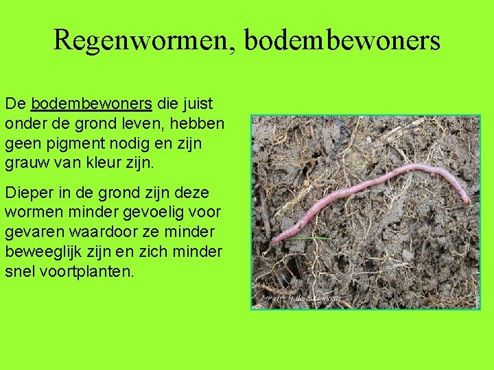 Regenwormen, bodembewoners De bodembewoners die juist onder de grond leven, hebben geen pigment nodig