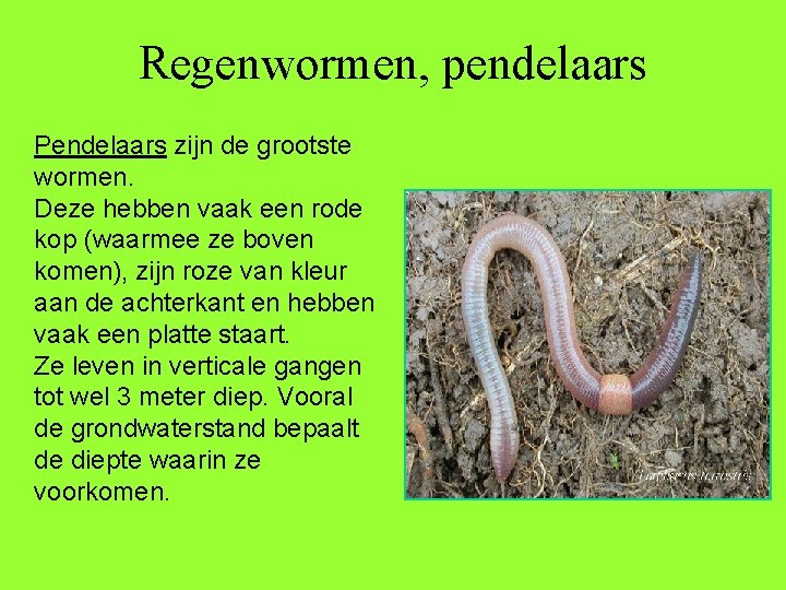 Regenwormen, pendelaars Pendelaars zijn de grootste wormen. Deze hebben vaak een rode kop (waarmee