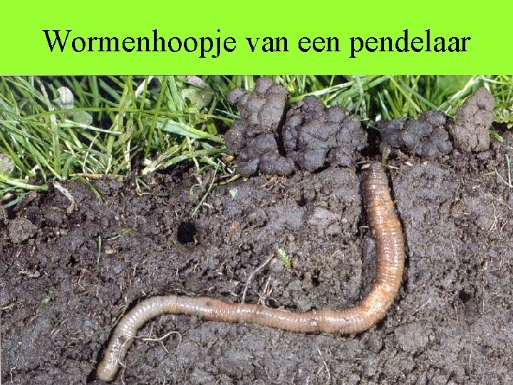 Wormenhoopje van een pendelaar 