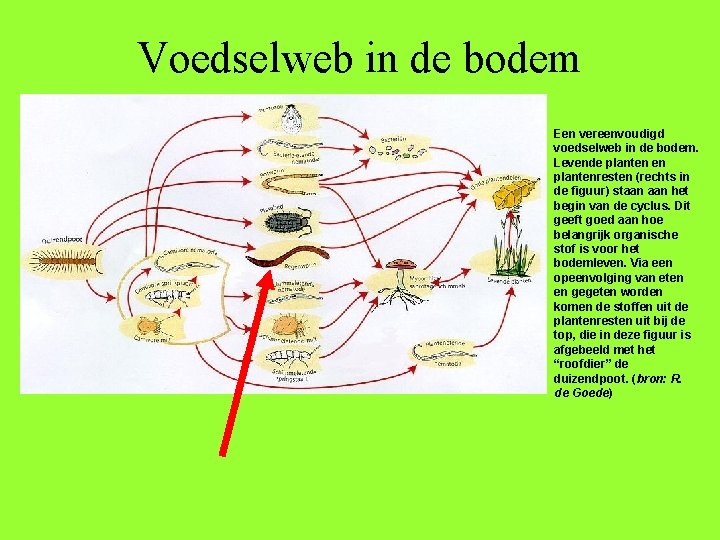 Voedselweb in de bodem Een vereenvoudigd voedselweb in de bodem. Levende planten en plantenresten