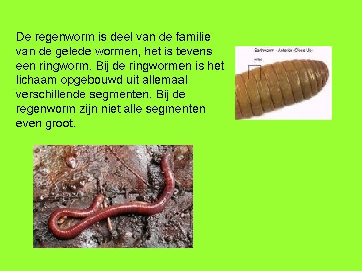 De regenworm is deel van de familie van de gelede wormen, het is tevens