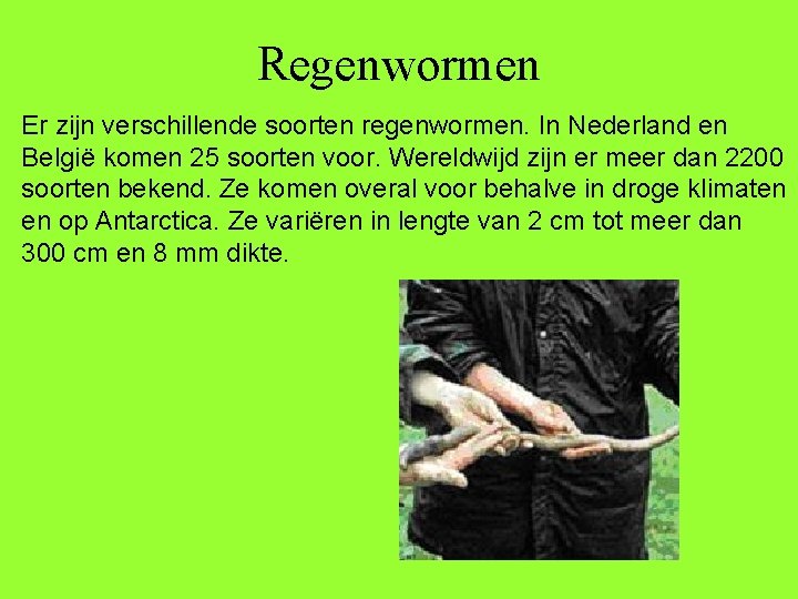 Regenwormen Er zijn verschillende soorten regenwormen. In Nederland en België komen 25 soorten voor.