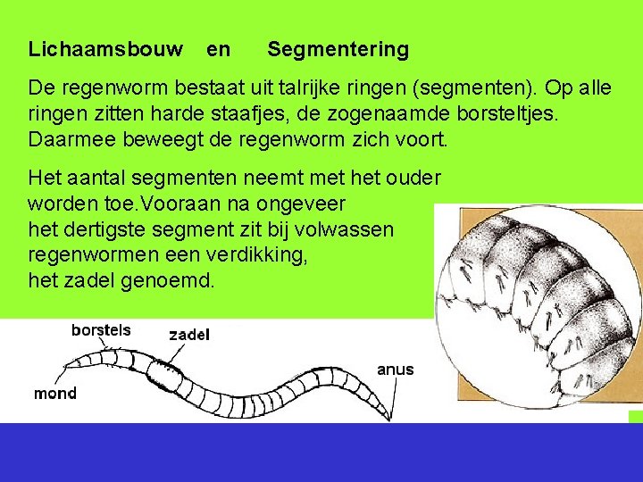 Lichaamsbouw en Segmentering De regenworm bestaat uit talrijke ringen (segmenten). Op alle ringen zitten
