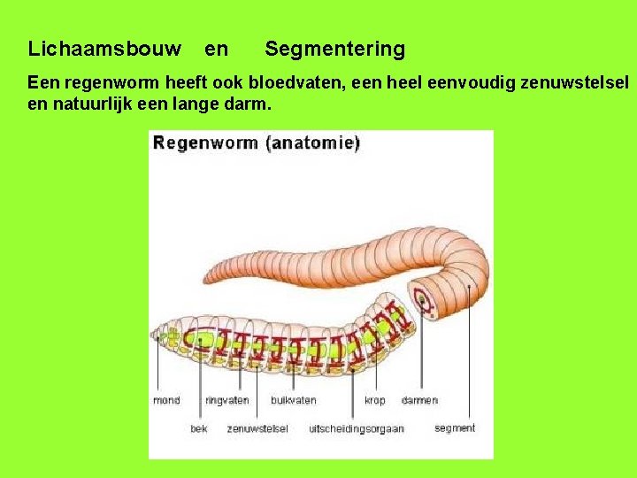 Lichaamsbouw en Segmentering Een regenworm heeft ook bloedvaten, een heel eenvoudig zenuwstelsel en natuurlijk