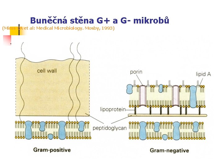 Buněčná stěna G+ a G- mikrobů (Mims CA et al: Medical Microbiology. Mosby,