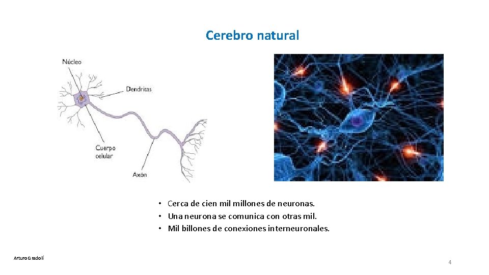Cerebro natural • Cerca de cien millones de neuronas. • Una neurona se comunica