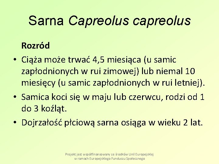 Sarna Capreolus capreolus Rozród • Ciąża może trwać 4, 5 miesiąca (u samic zapłodnionych