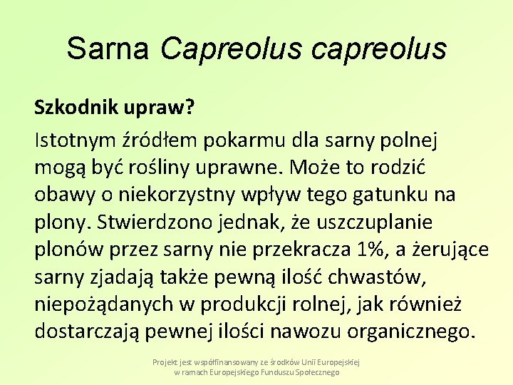 Sarna Capreolus capreolus Szkodnik upraw? Istotnym źródłem pokarmu dla sarny polnej mogą być rośliny