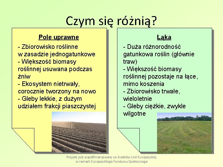 Czym się różnią? Pole uprawne - Zbiorowisko roślinne w zasadzie jednogatunkowe - Większość biomasy