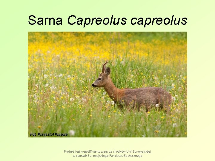 Sarna Capreolus capreolus Fot. Krzysztof Kujawa Projekt jest współfinansowany ze środków Unii Europejskiej w