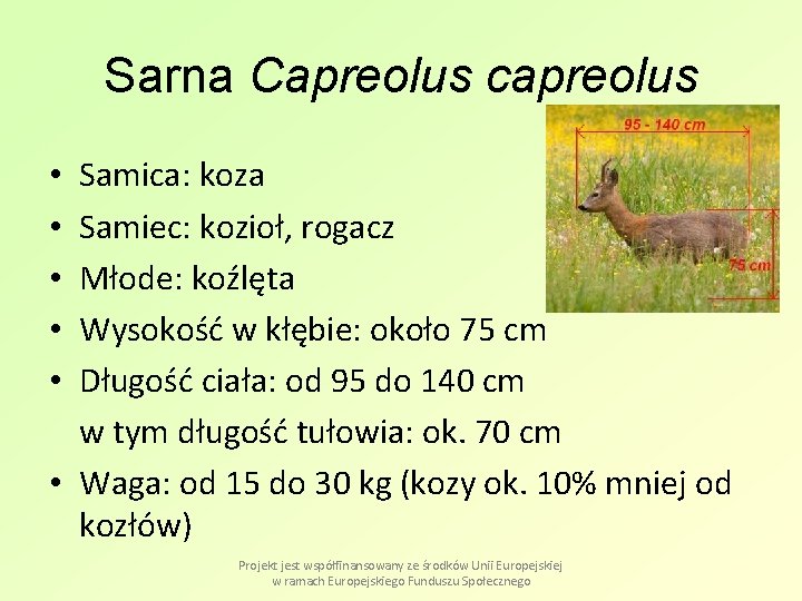 Sarna Capreolus capreolus Samica: koza Samiec: kozioł, rogacz Młode: koźlęta Wysokość w kłębie: około