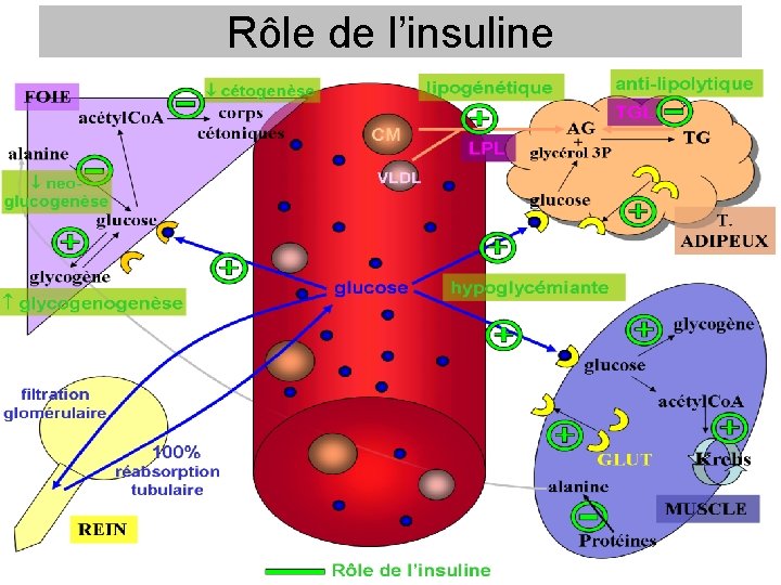 Rôle de l’insuline 