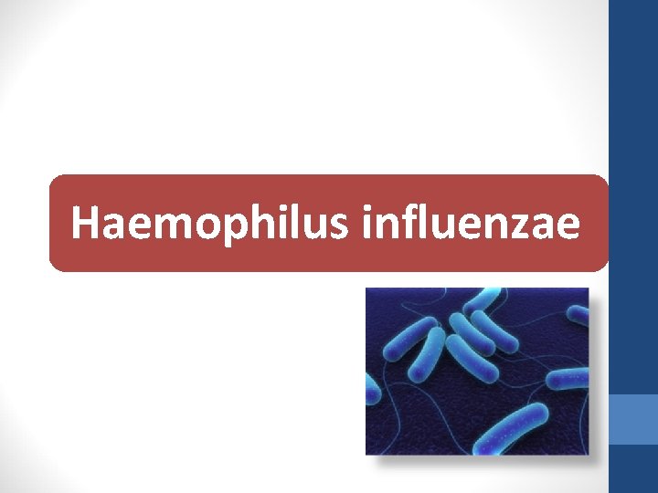 Haemophilus influenzae 