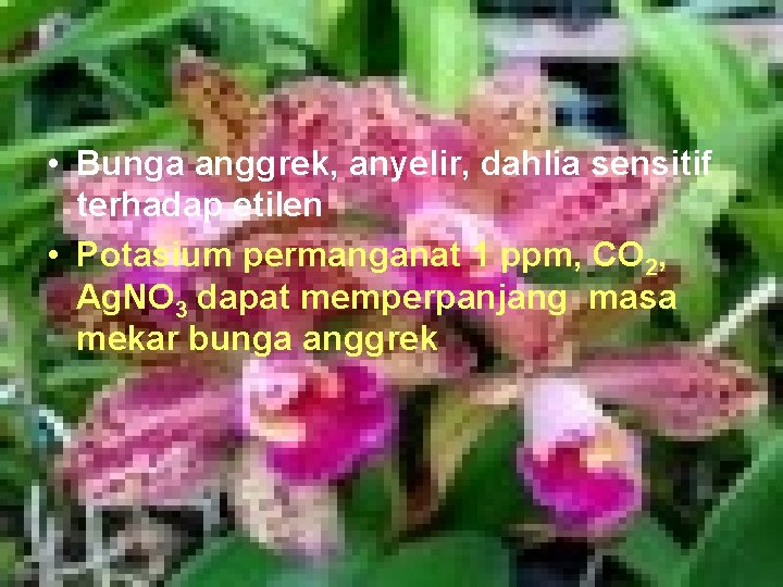  • Bunga anggrek, anyelir, dahlia sensitif terhadap etilen • Potasium permanganat 1 ppm,