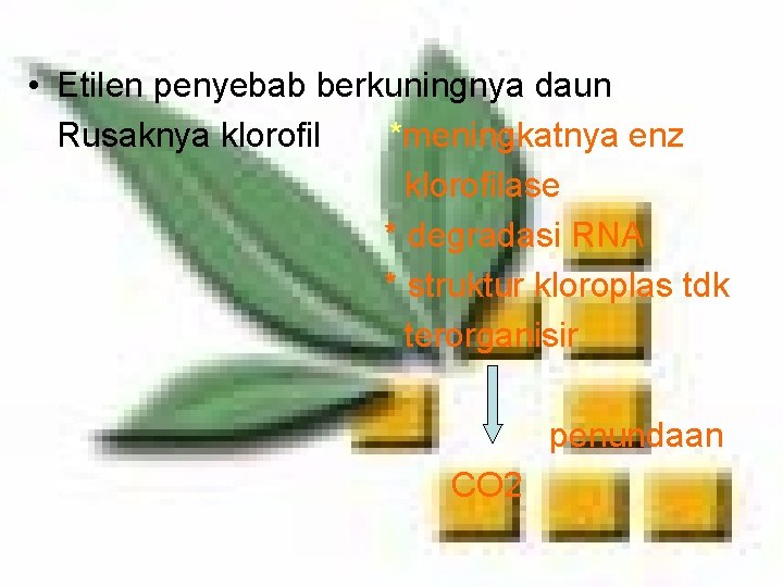  • Etilen penyebab berkuningnya daun Rusaknya klorofil *meningkatnya enz klorofilase * degradasi RNA