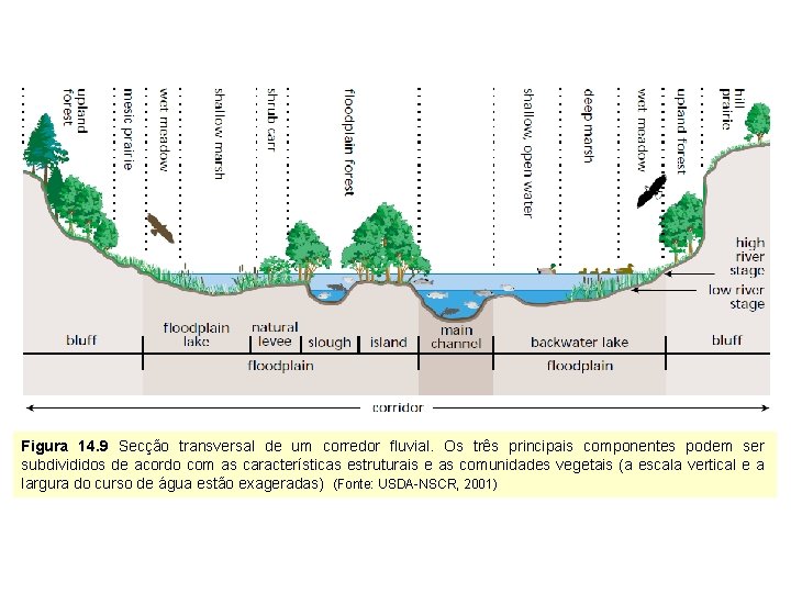 Figura 14. 9 Secção transversal de um corredor fluvial. Os três principais componentes podem