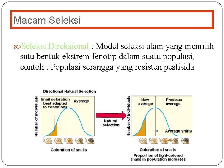 Macam Seleksi Direksional : Model seleksi alam yang memilih satu bentuk ekstrem fenotip dalam