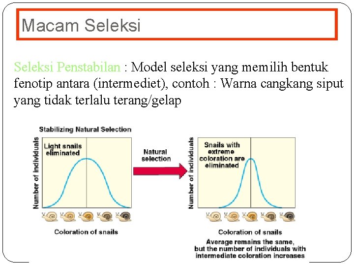 Macam Seleksi Penstabilan : Model seleksi yang memilih bentuk fenotip antara (intermediet), contoh :