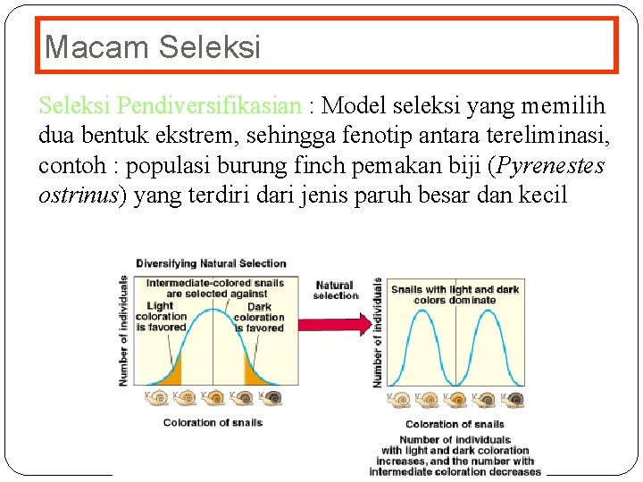 Macam Seleksi Pendiversifikasian : Model seleksi yang memilih dua bentuk ekstrem, sehingga fenotip antara