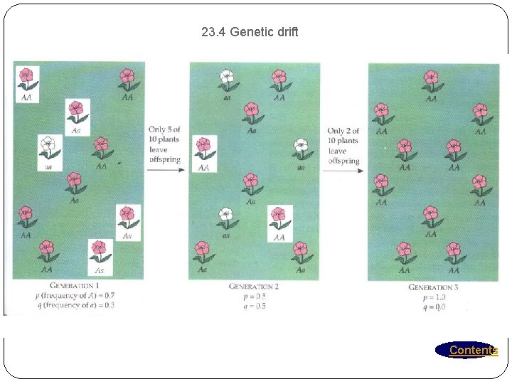 23. 4 Genetic drift Contents 