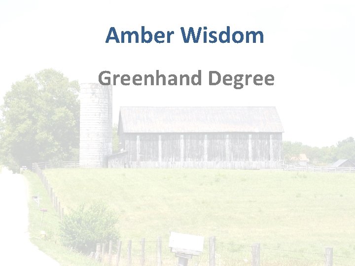 Amber Wisdom Greenhand Degree 