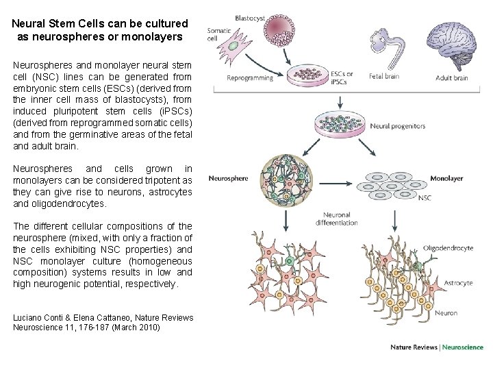 Neural Stem Cells can be cultured as neurospheres or monolayers Neurospheres and monolayer neural